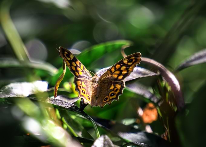 Garden Butterfly