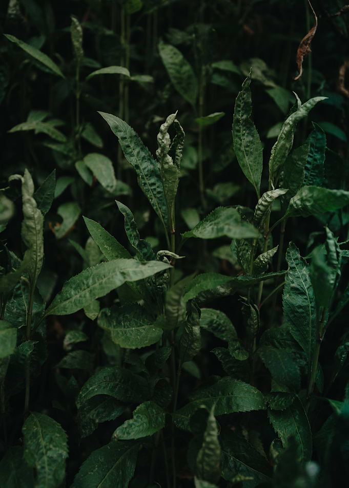 Green Plant Leaves Close 5
