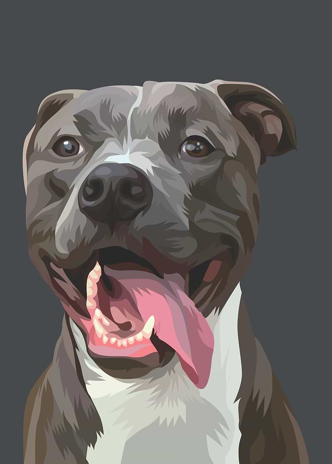 American Bully Dog