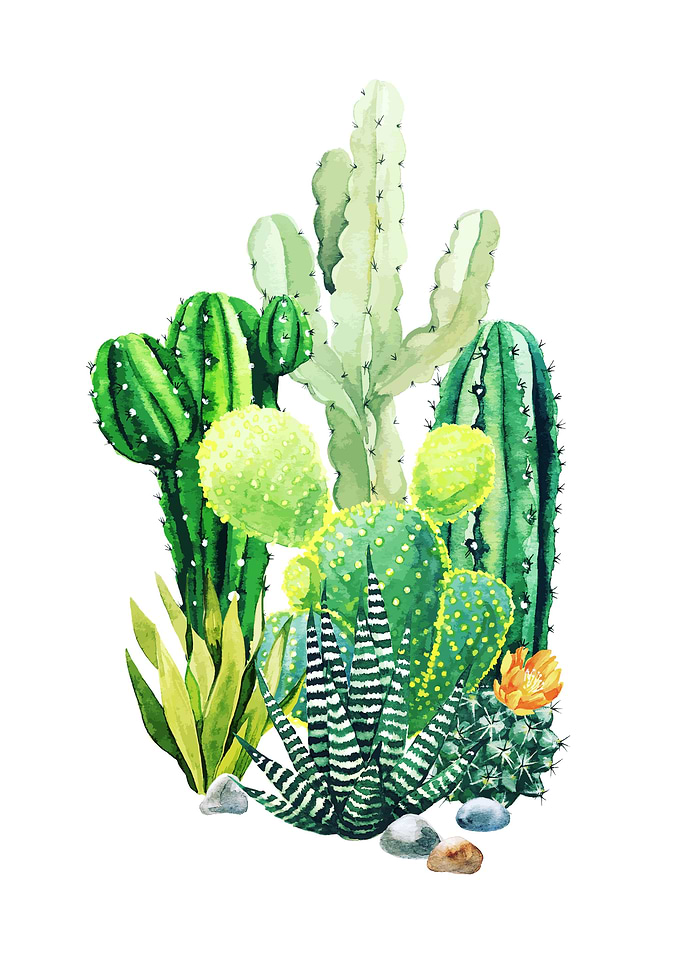 Cactus