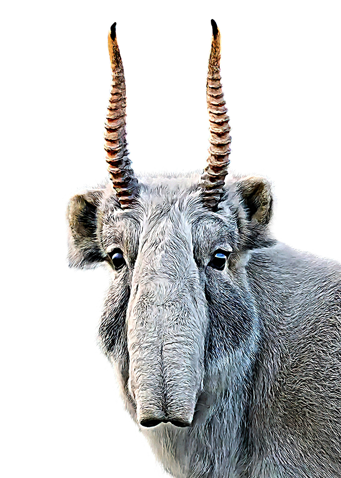 Saiga Antelope
