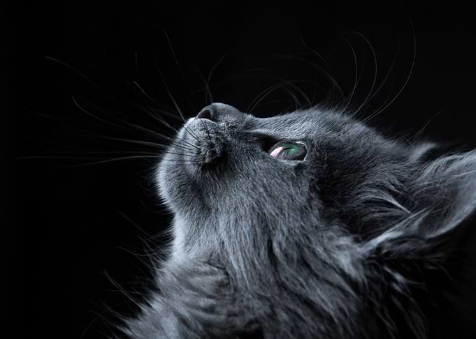 Cat Wallpaper
