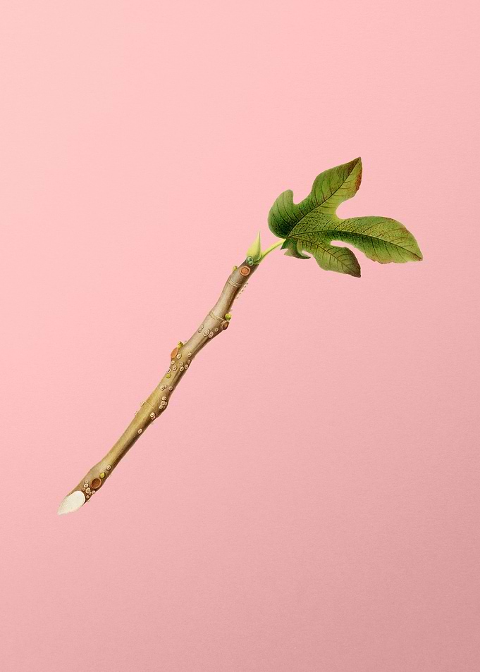Vintage Fig Fruit Branch