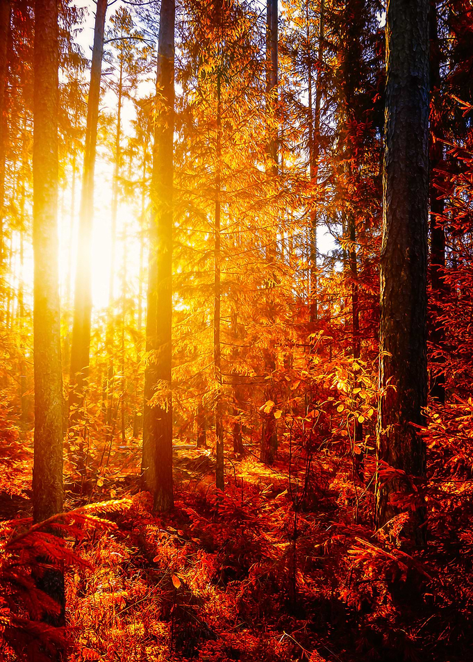 Autumn Sun