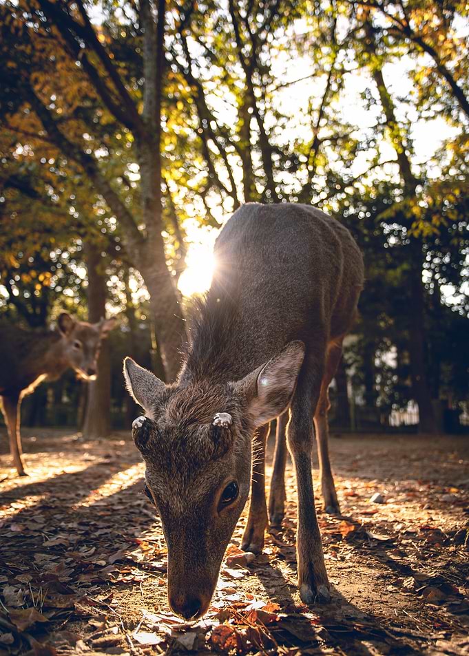 sunset ear brown