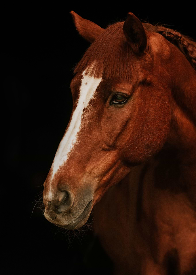 Horse3