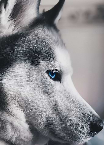 white wolf wallpaper