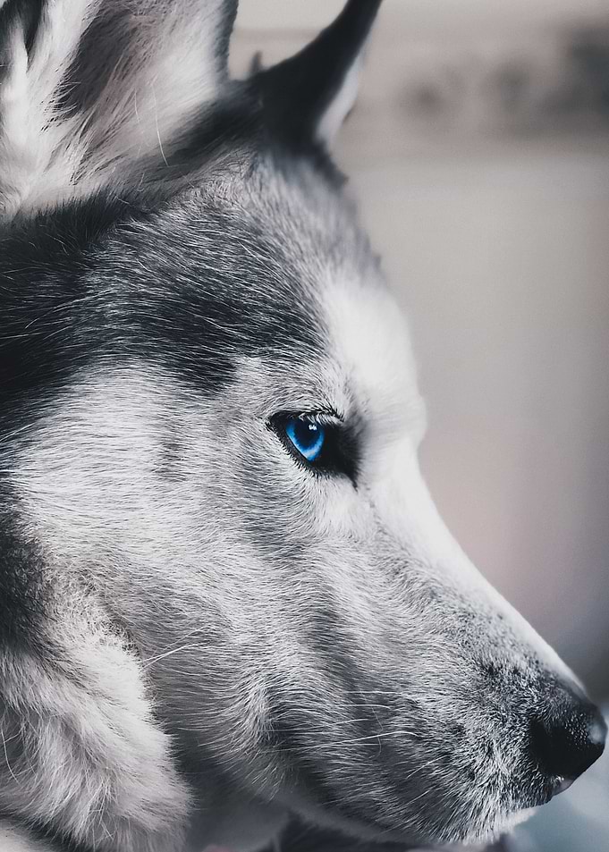 white wolf wallpaper