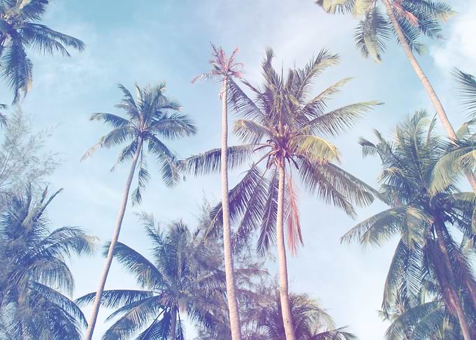 coconut tree at tropical