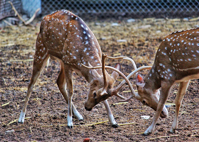 horn deer brown