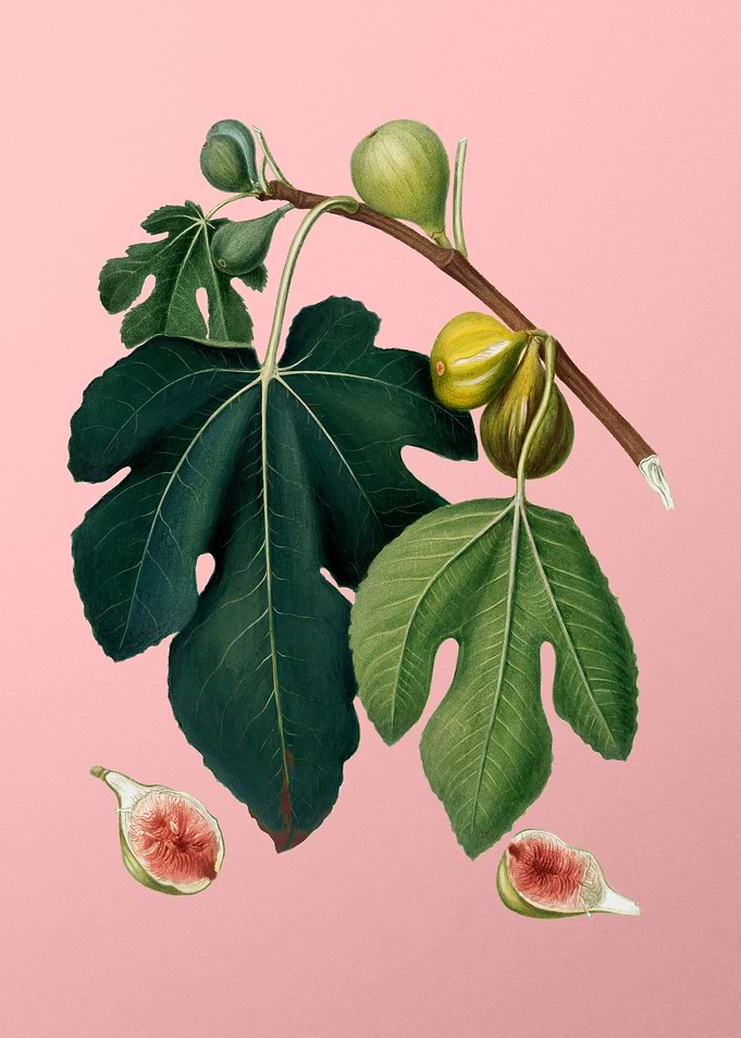 Vintage Fig Fruits Poster