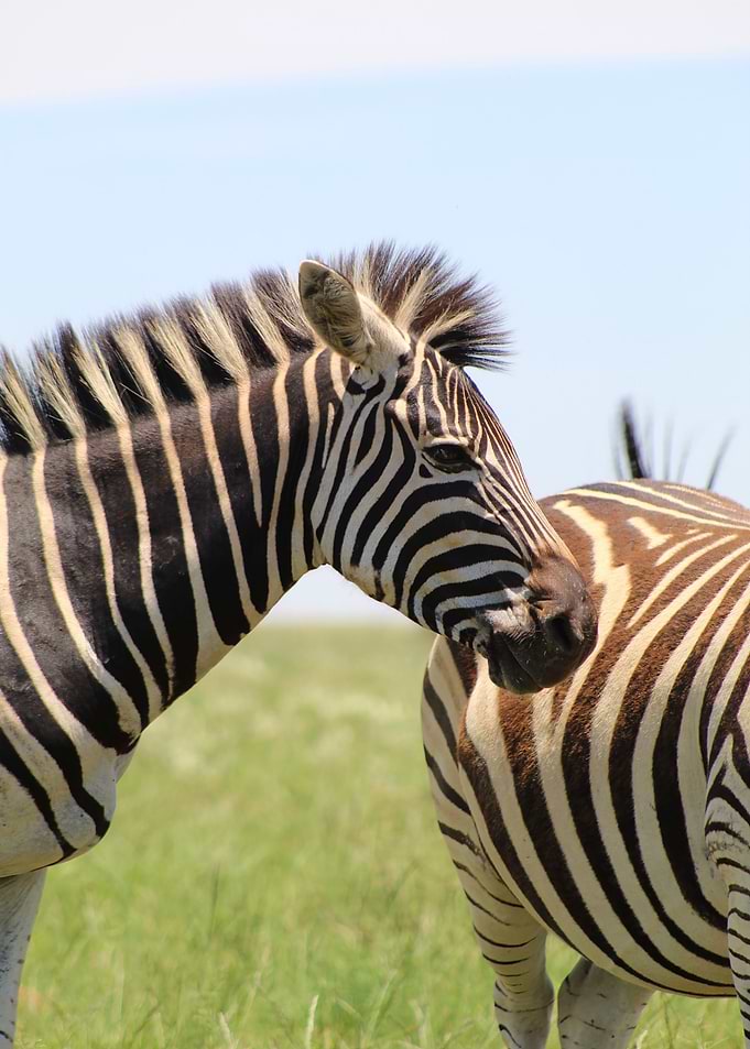 ZEBRA IN PRETORIA