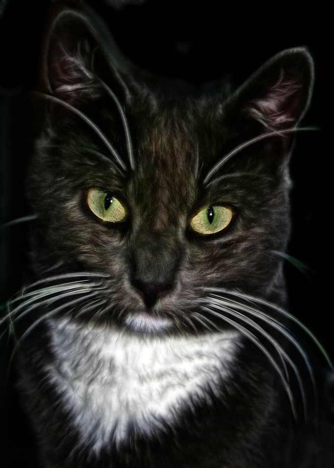 Black Cat Animal