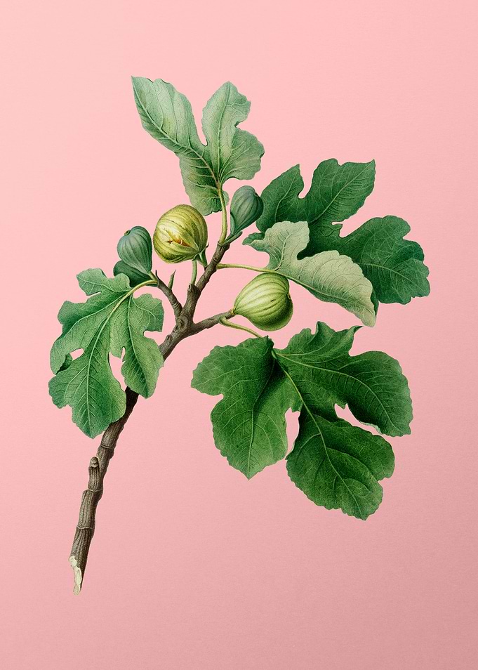 Vintage Fig Fruits Poster