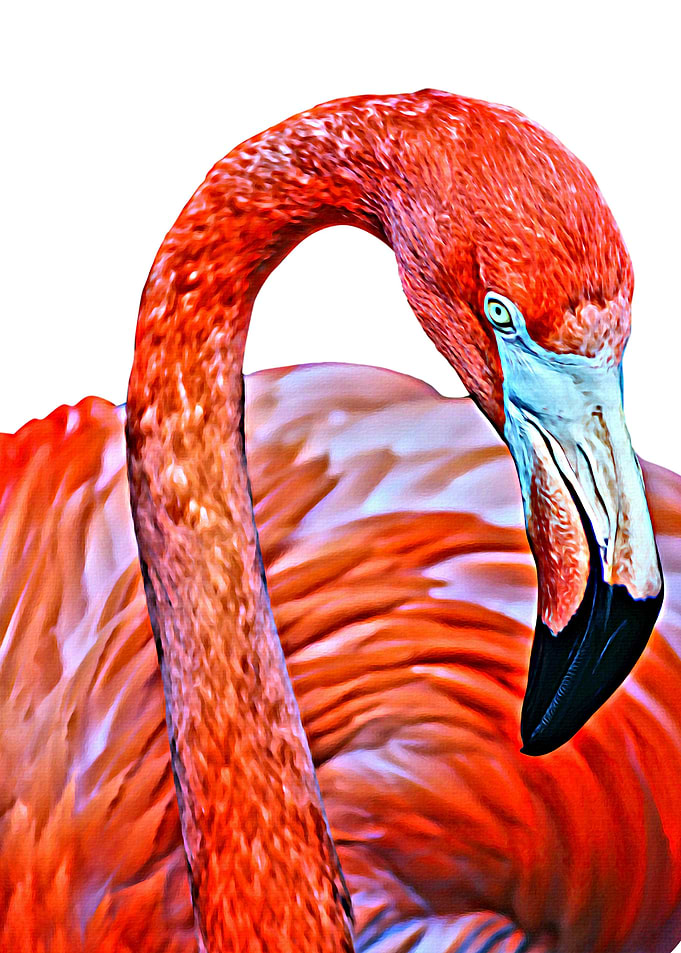 Lone Flamingo
