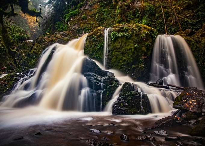 Forest Fall