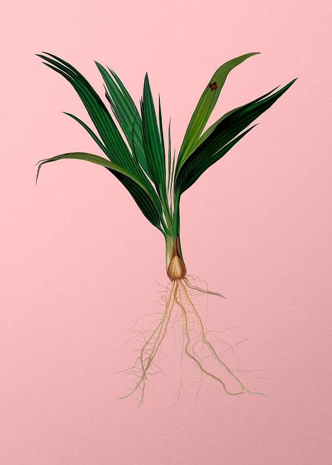 Vintage Date Palm Tree Art