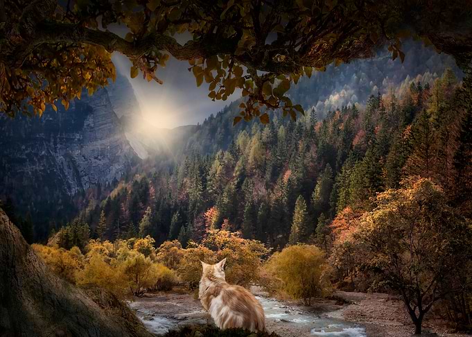 Little Dreamer 4