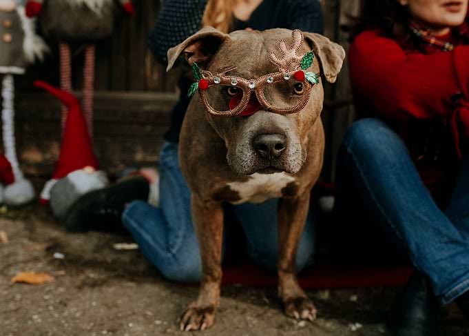 Christmas dog in glasses