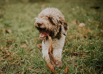 Dog on a walk