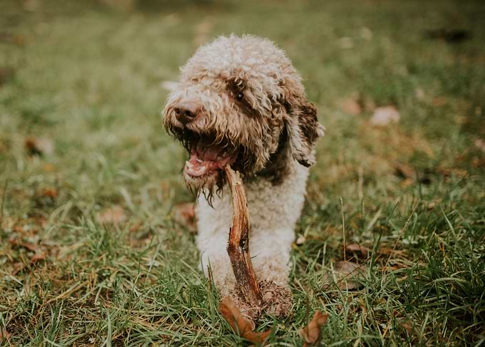 Dog on a walk