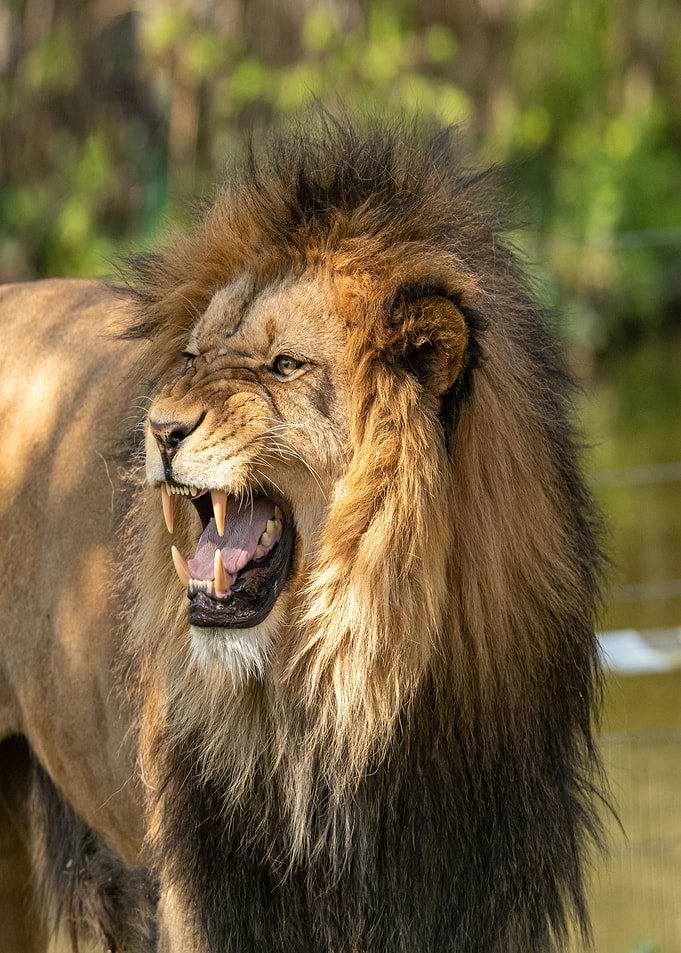 mouth brown animal