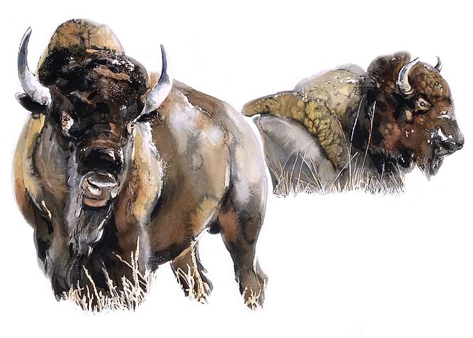 Bison