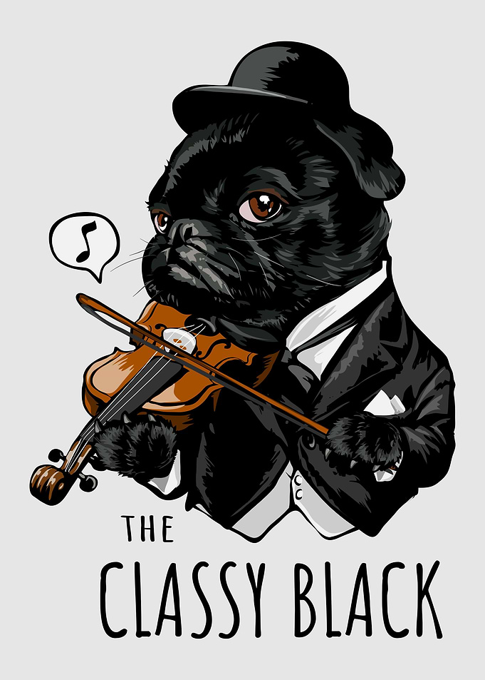 The Classy Black Pug