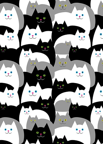 Black Gray and White cat