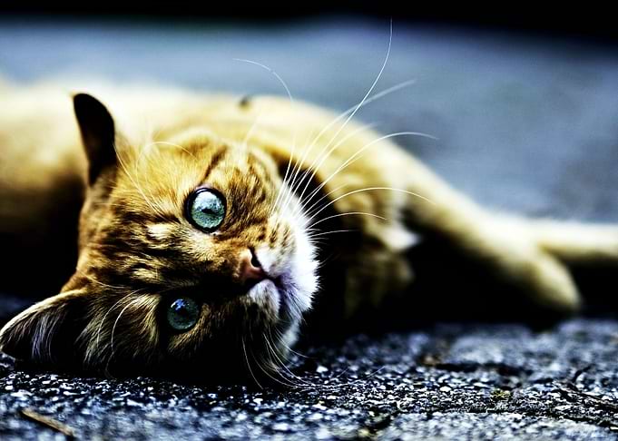 Beautiful Cat