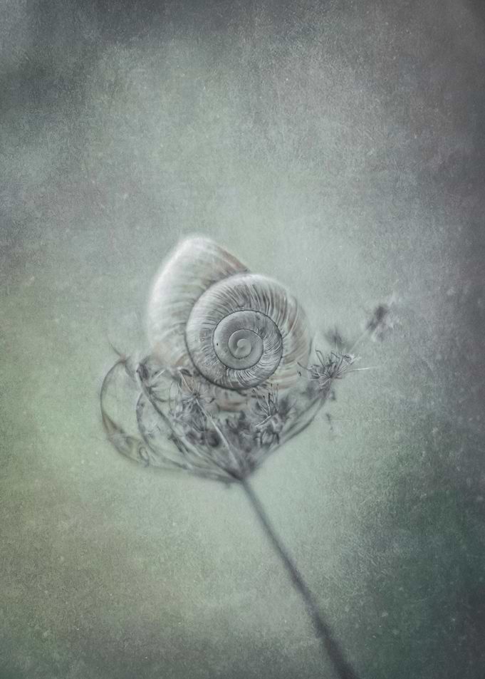 Floral composition