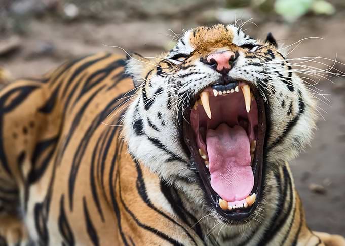 Tiger
