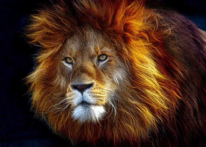 Lion the King of Animals