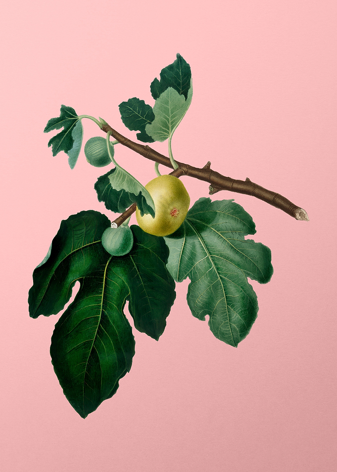 Vintage Fig Fruit Art