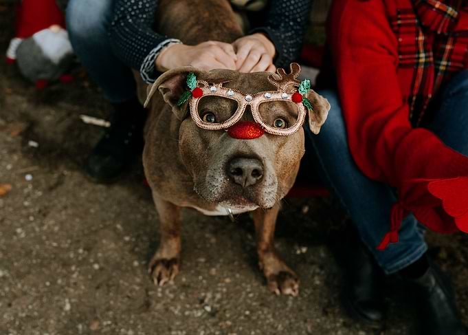 Christmas dog in glasses