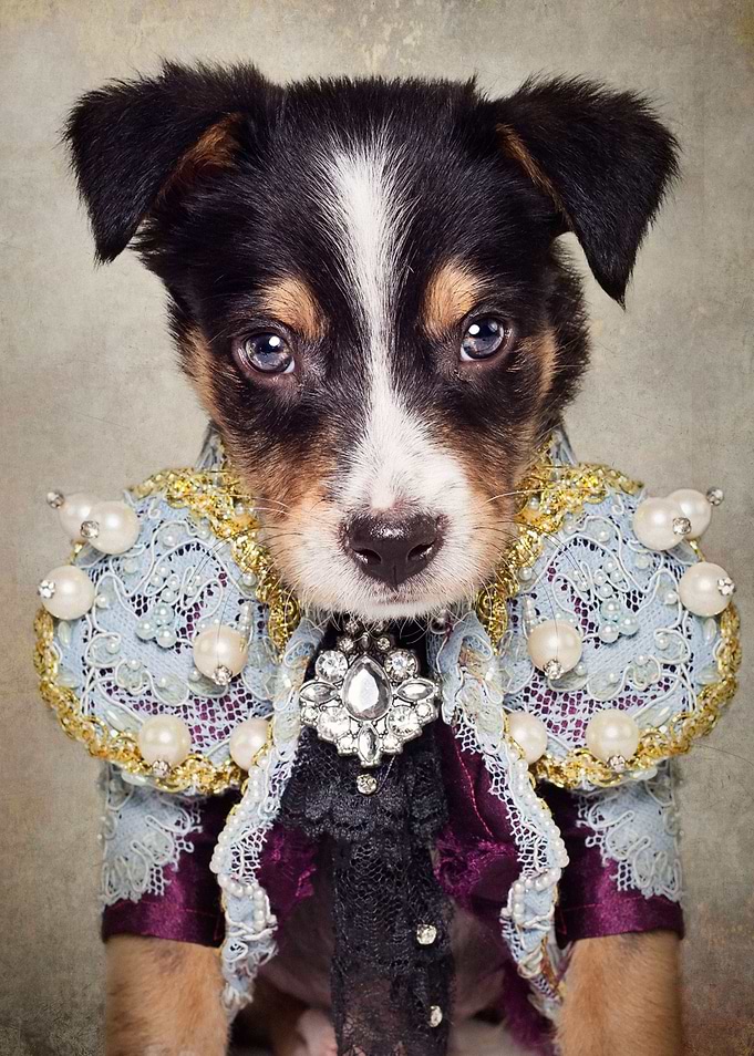 Fashion Dog