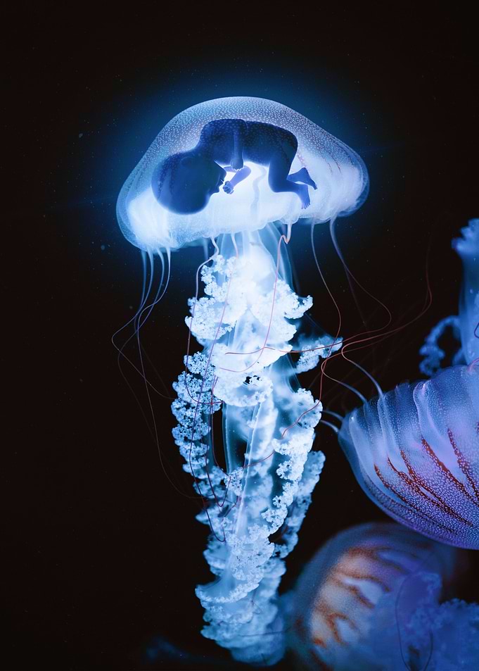 Embryo
