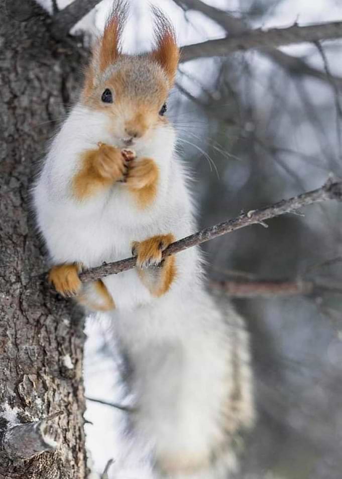 Squirrel