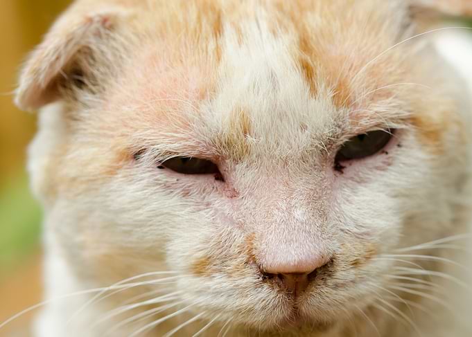 cat
