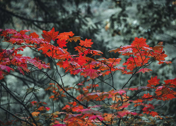 Autumn burns red