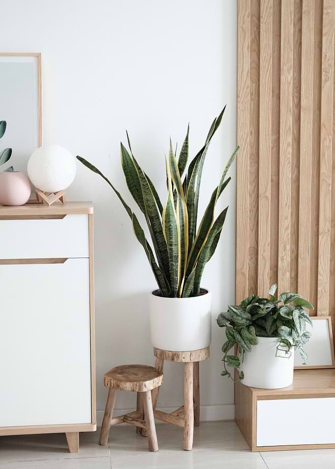 Plant views