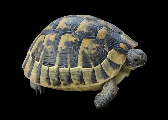 turtle
