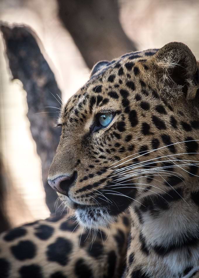 Leopard Intrigue