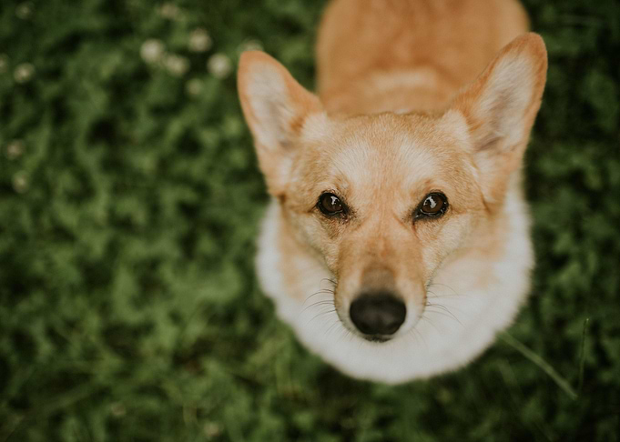 Cute dog