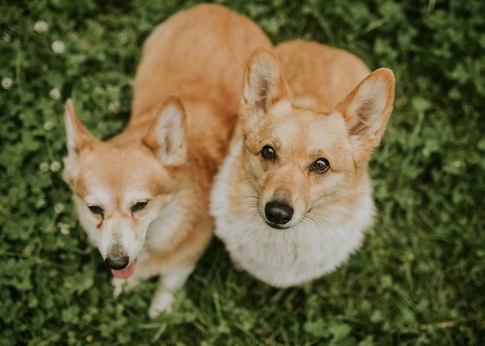 2 cute dogs