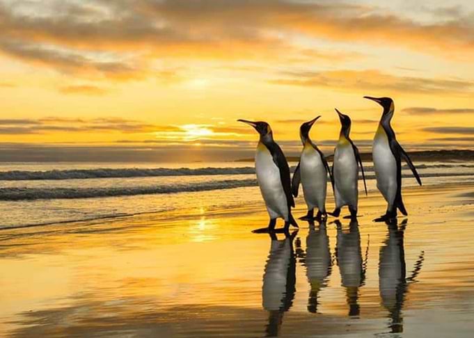 Pinguns at the beach