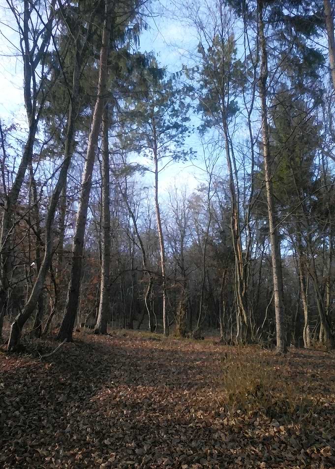 Early winter