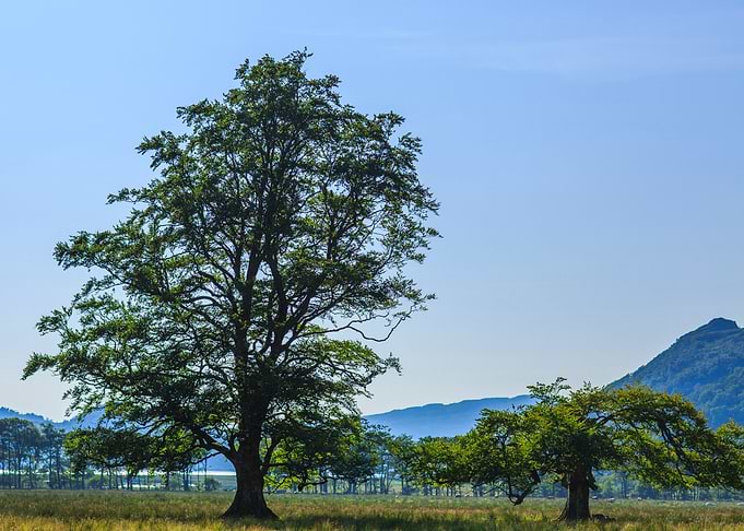 Trees of Scotland
