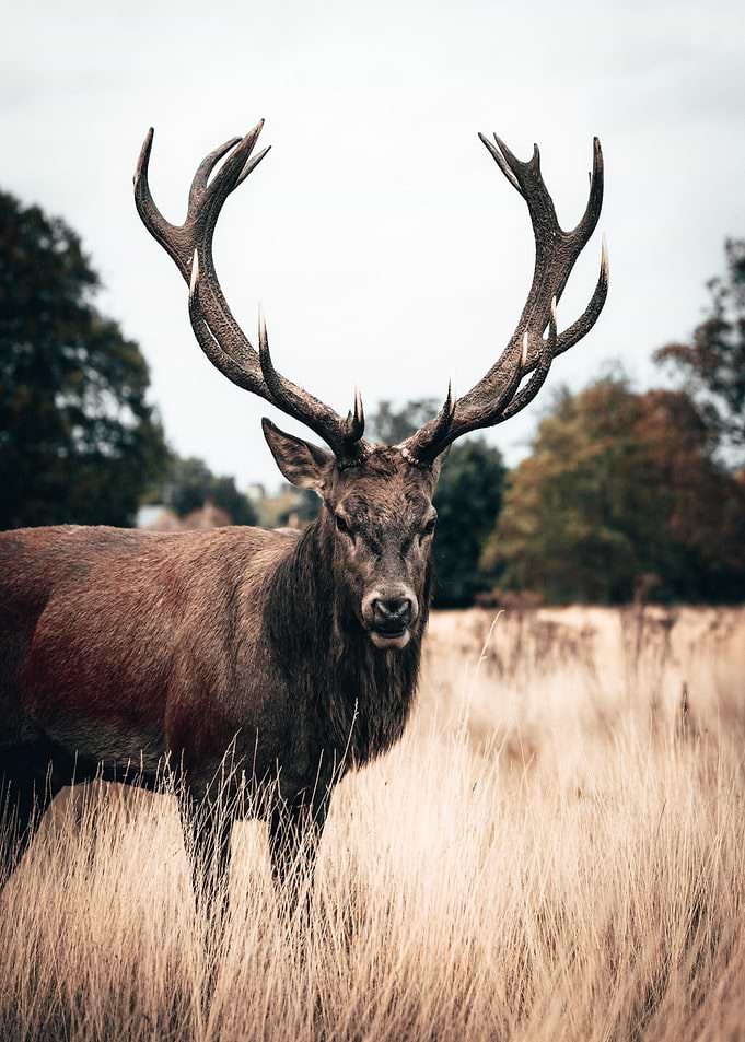 long horn brown deer