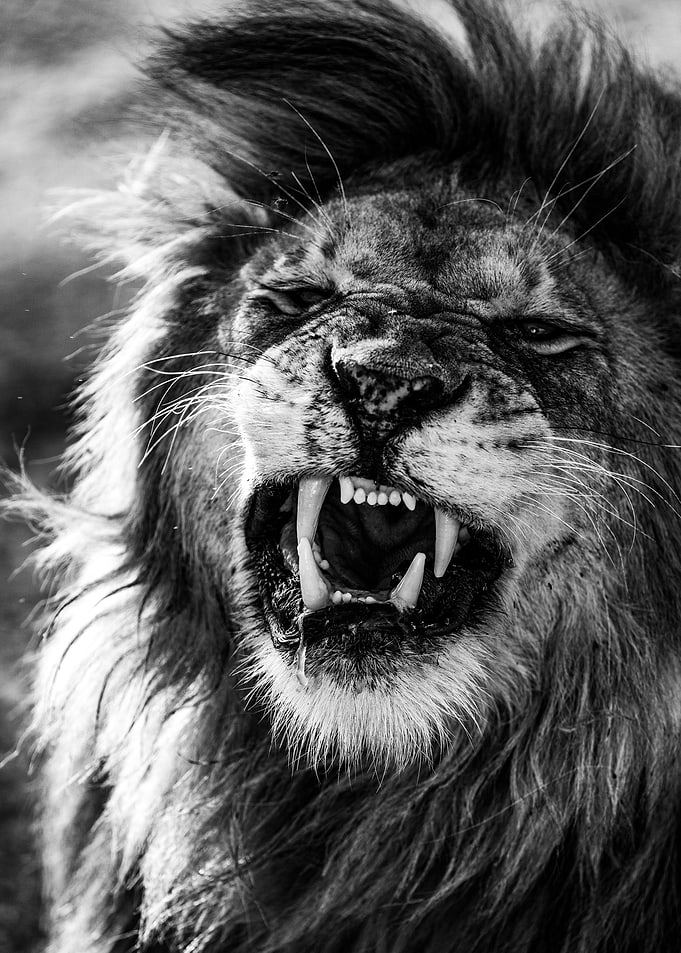 Angry Lion Face